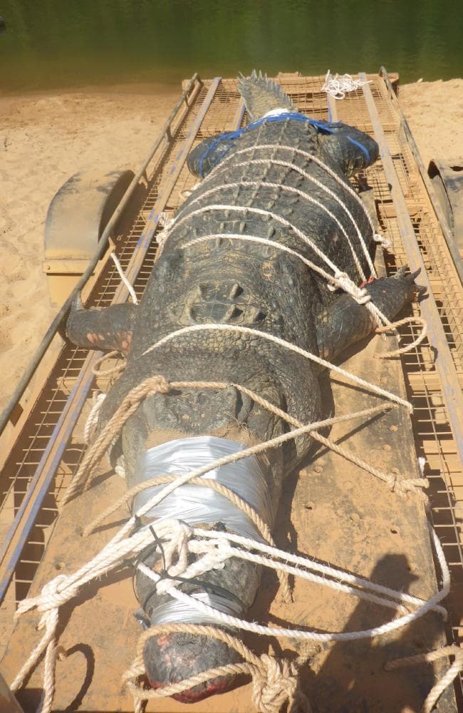 จระเข้ยักษ์