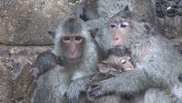 ลิงลพบุรีตากฝน