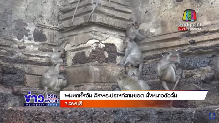 ลิงลพบุรีตากฝน