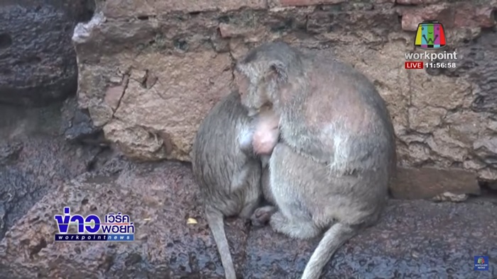 ลิงลพบุรีตากฝน