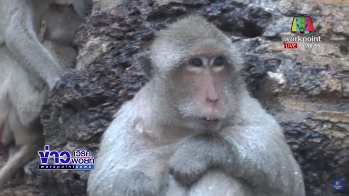 ลิงลพบุรีตากฝน