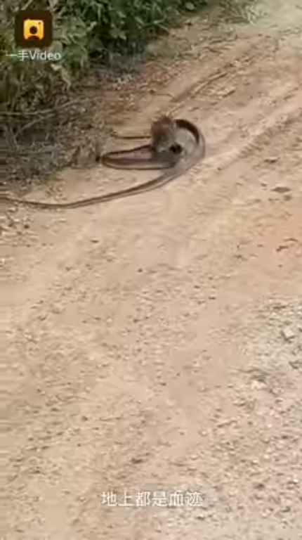 หนูสู้งู