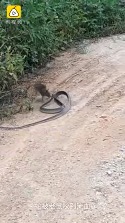 หนูสู้งู