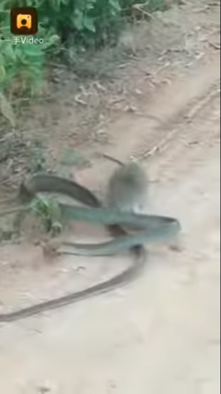 หนูสู้งู