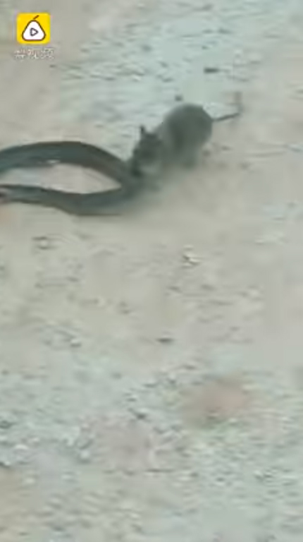 หนูสู้งู