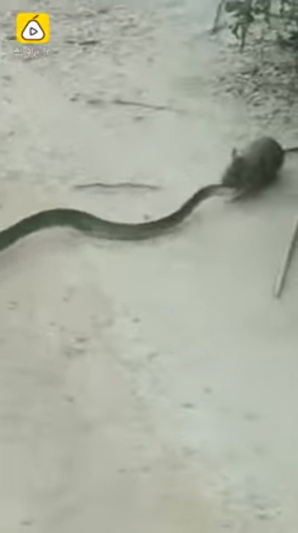 หนูสู้งู