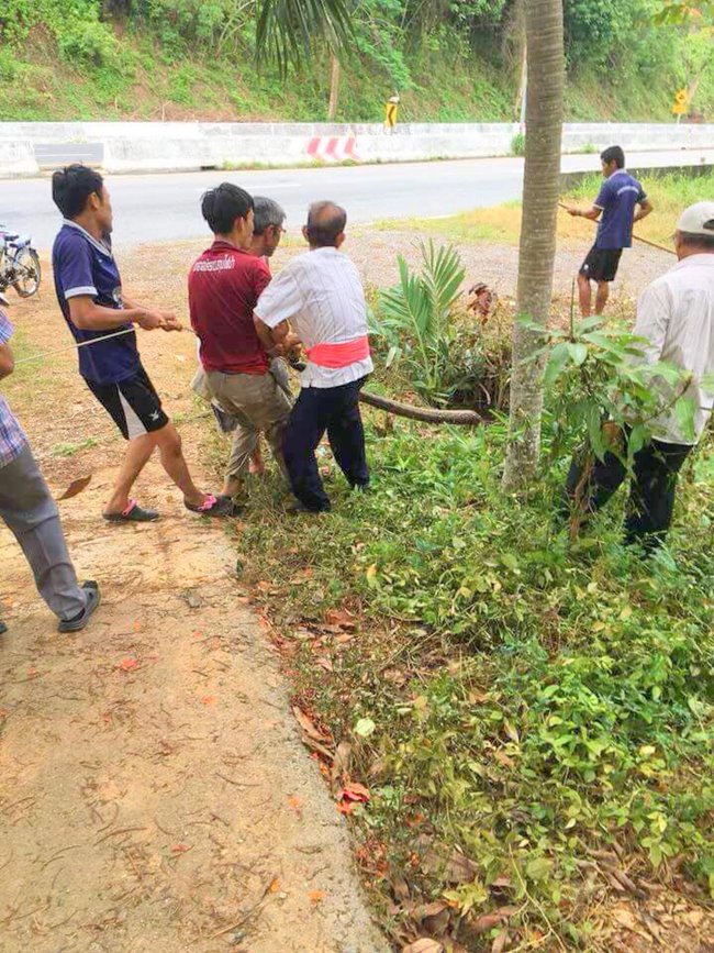 งูเหลือมยักษ์