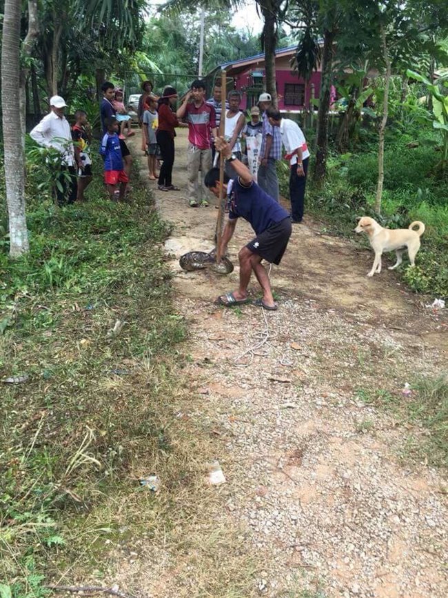 งูเหลือมยักษ์