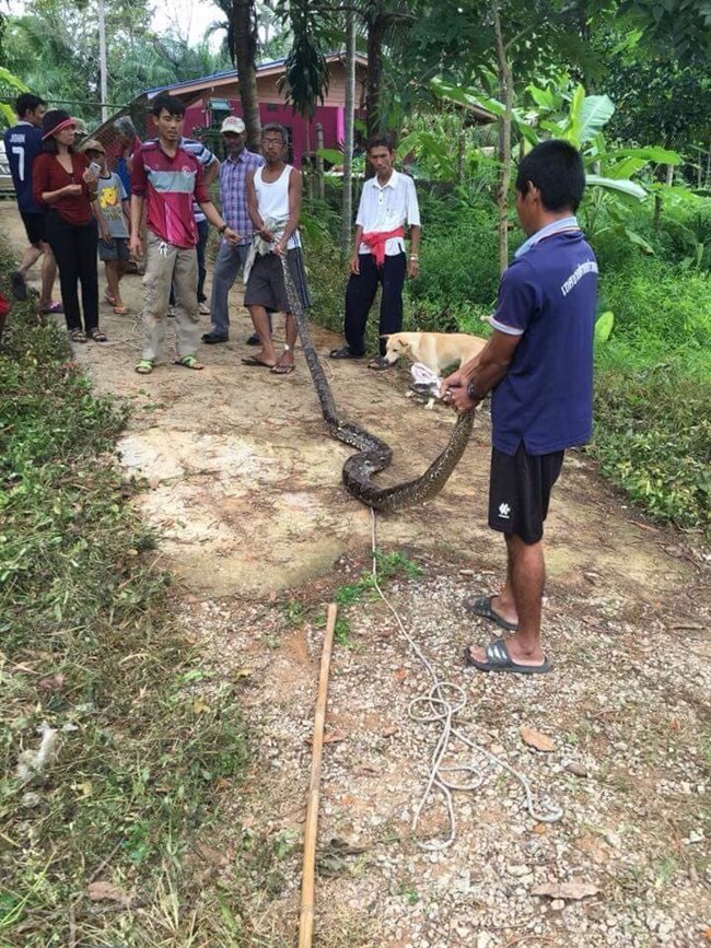 งูเหลือมยักษ์