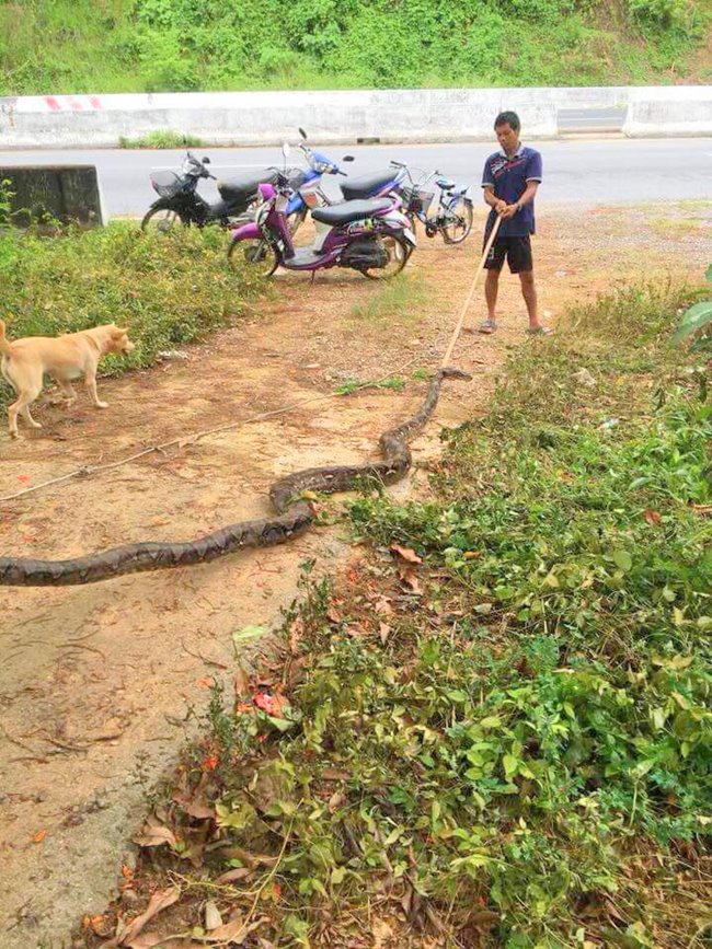 งูเหลือมยักษ์