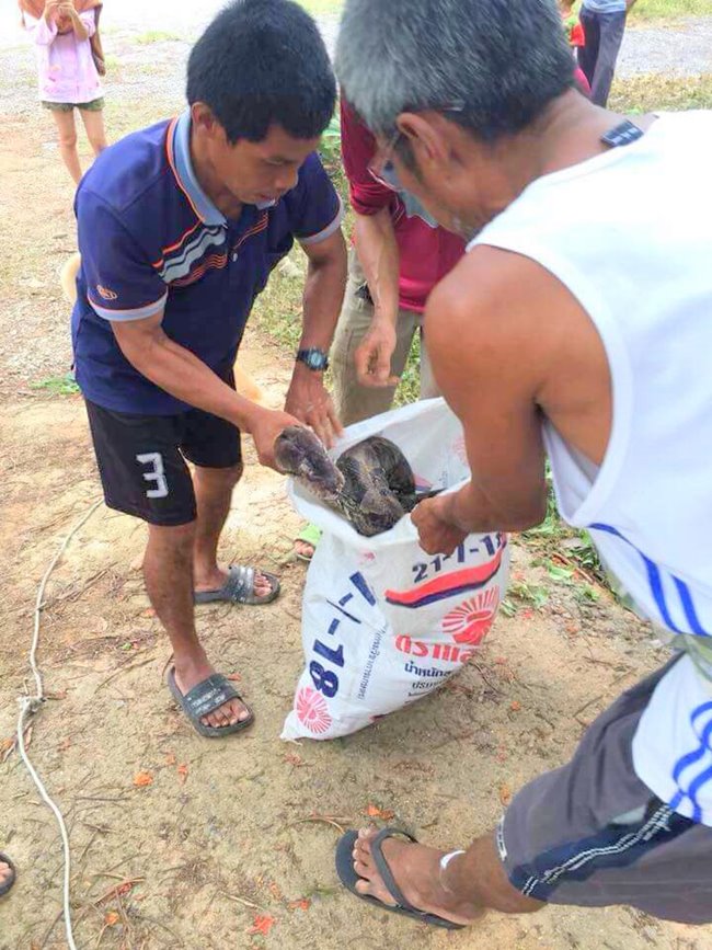 งูเหลือมยักษ์