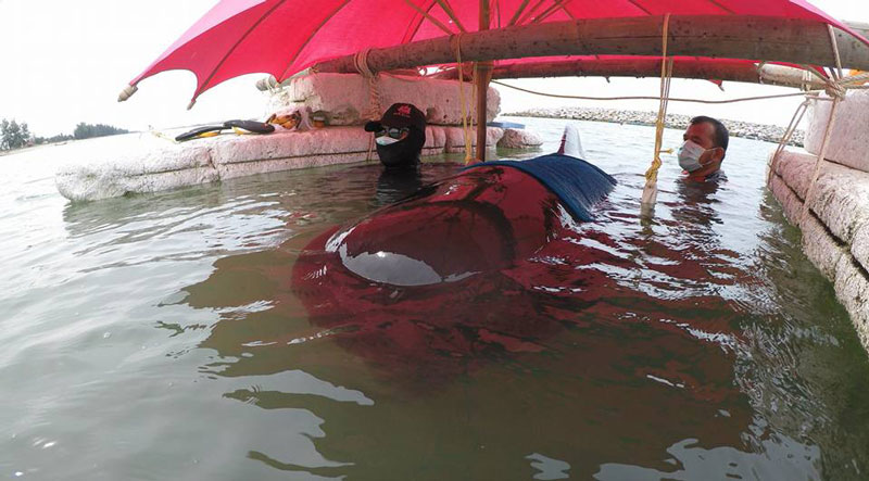 ทำไมปลาชอบกินพลาสติก