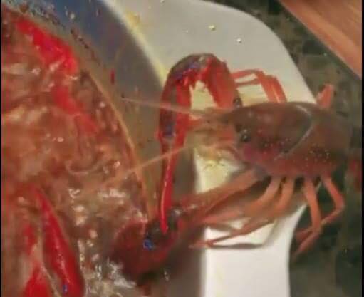 กุ้งเครย์ฟิชดิ้นรนหนีจากหม้อไฟ