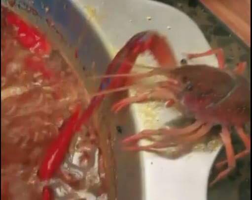 กุ้งเครย์ฟิชดิ้นรนหนีจากหม้อไฟ