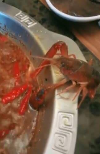 กุ้งเครย์ฟิชดิ้นรนหนีจากหม้อไฟ