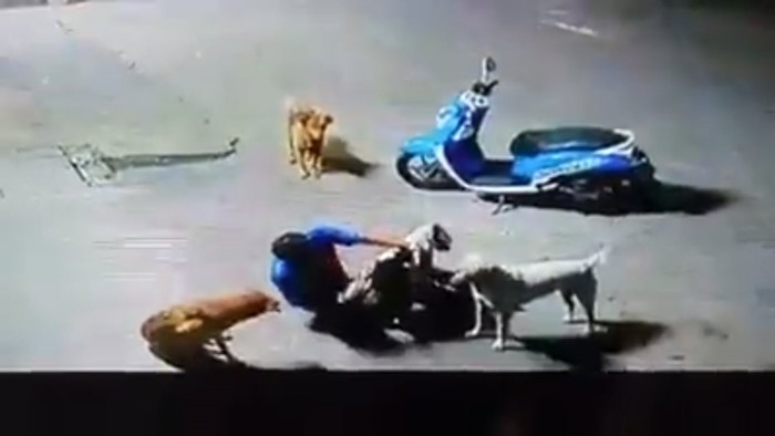 ขโมยหมา