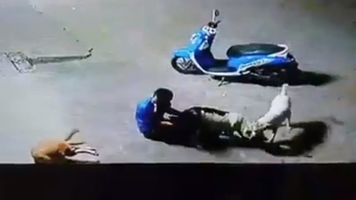 ขโมยหมา