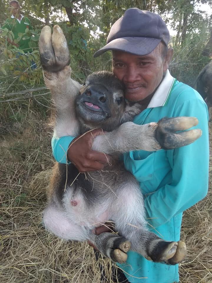 เจ้านำโชค ลูกควายน่ารัก