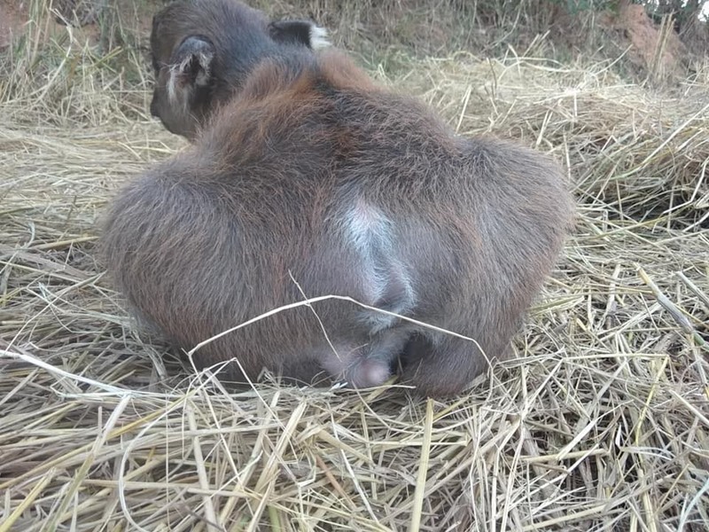 เจ้านำโชค ลูกควายน่ารัก