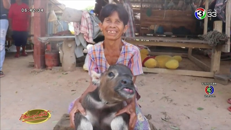 เจ้านำโชค ลูกควายน่ารัก