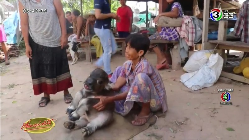 เจ้านำโชค ลูกควายน่ารัก