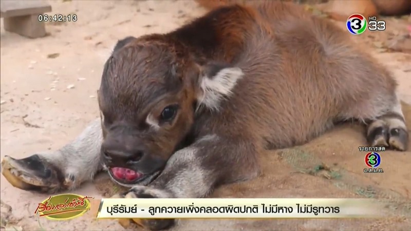 เจ้านำโชค ลูกควายน่ารัก