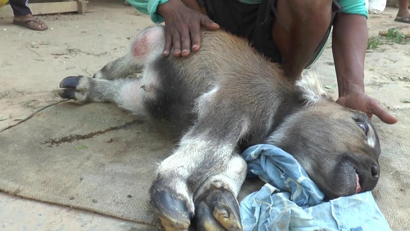 เจ้านำโชค ลูกควายน่ารัก