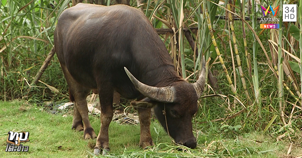 พี่คล้าว 2018