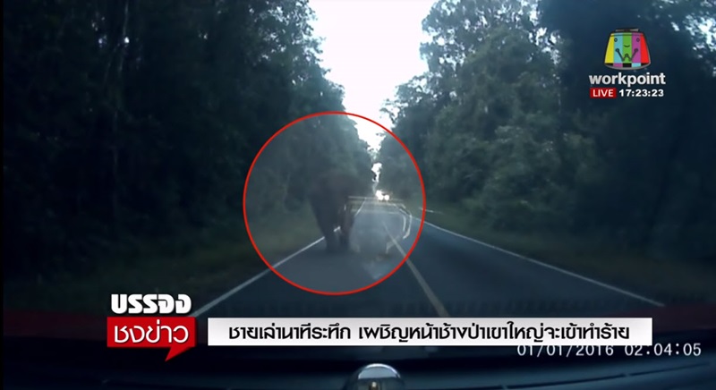 ช้างป่าเขาใหญ่