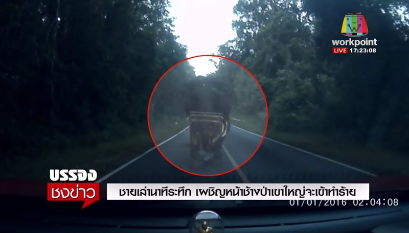 ช้างป่าเขาใหญ่