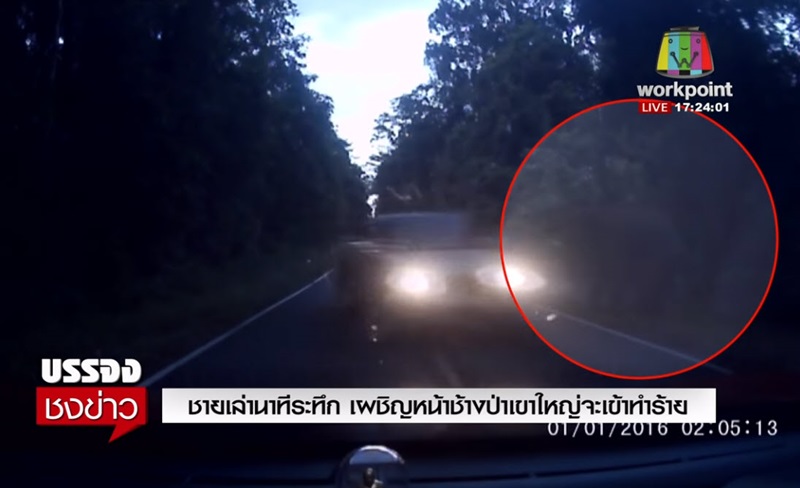 ช้างป่าเขาใหญ่