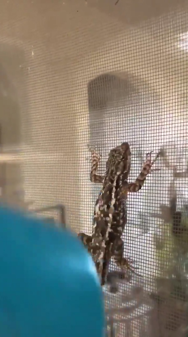 ช่วยเหลือสัตว์