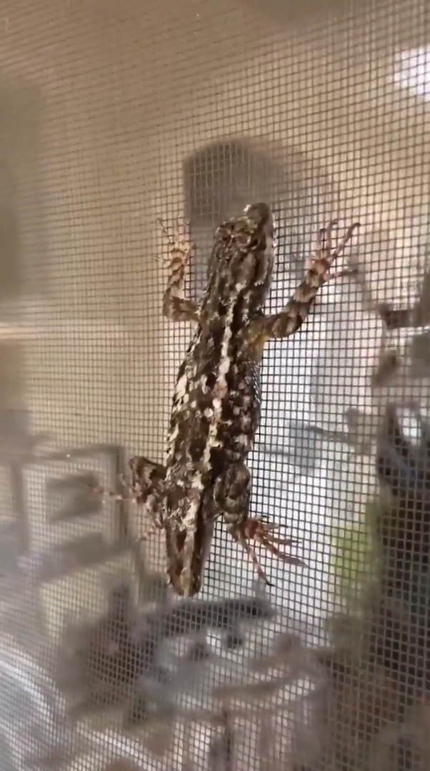 ช่วยเหลือสัตว์