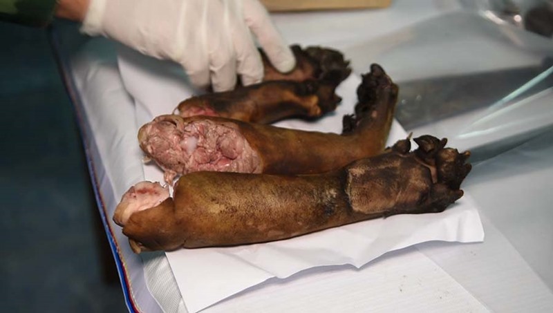 ล่าหมีขอ อุทยานไทรโยค