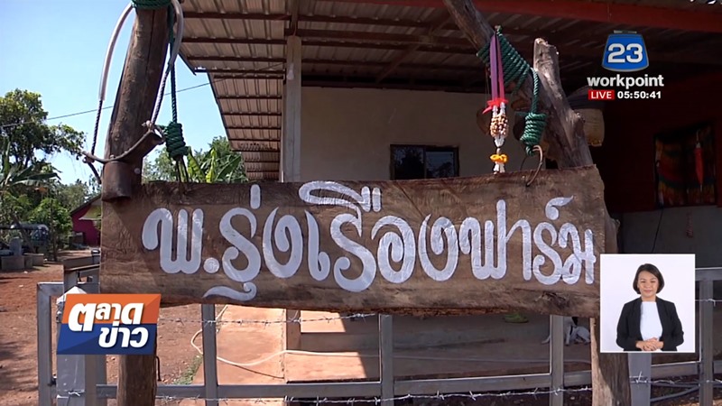 น้องคำแพง ควายแคระ