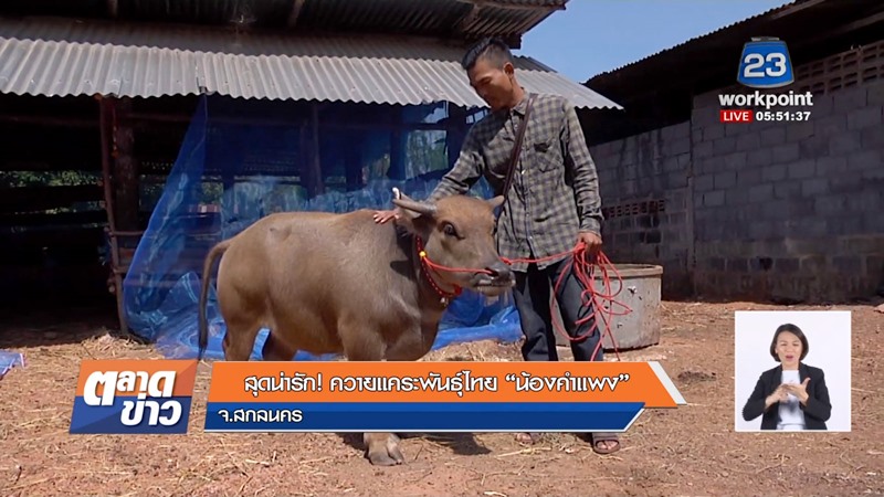 น้องคำแพง ควายแคระ