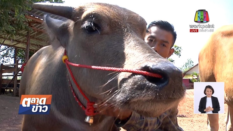 น้องคำแพง ควายแคระ