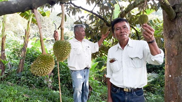 เครื่องวัดคุณภาพทุเรียน