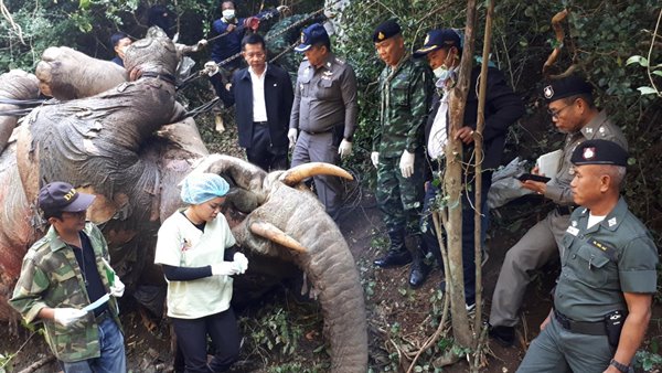 ช้างป่ากุยบุรี