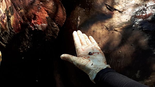 ช้างป่ากุยบุรี