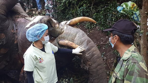 ช้างป่ากุยบุรี