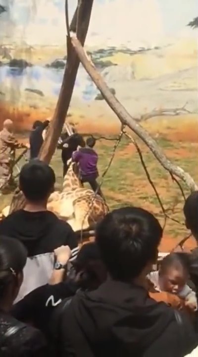 ยีราฟคอติดต้นไม้