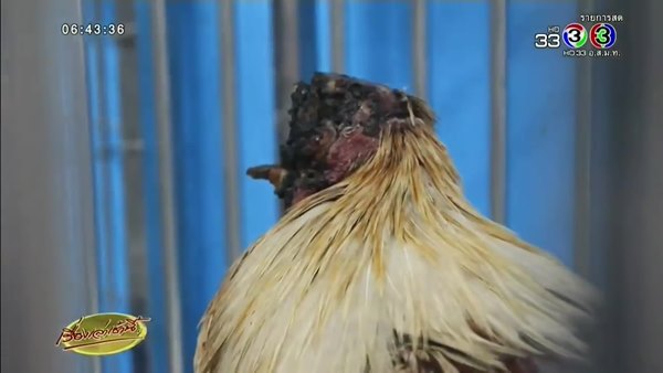 ไก่หัวขาด