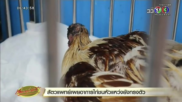 ไก่หัวขาด