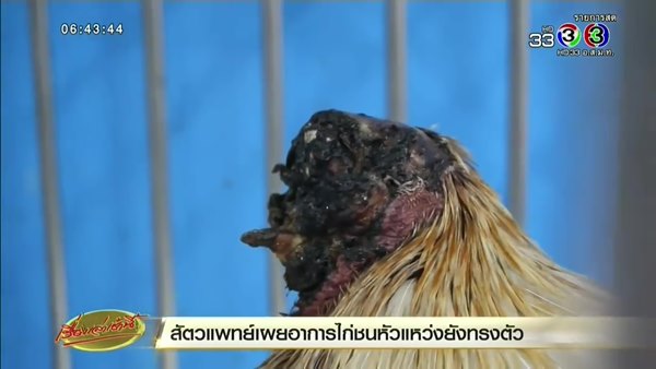 ไก่หัวขาด