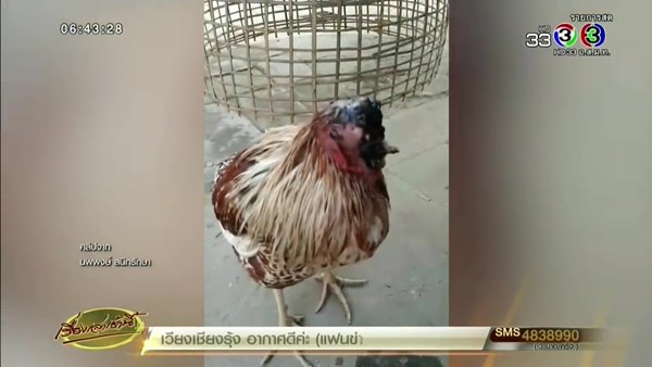 ไก่หัวขาด