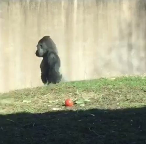 กอริลลา