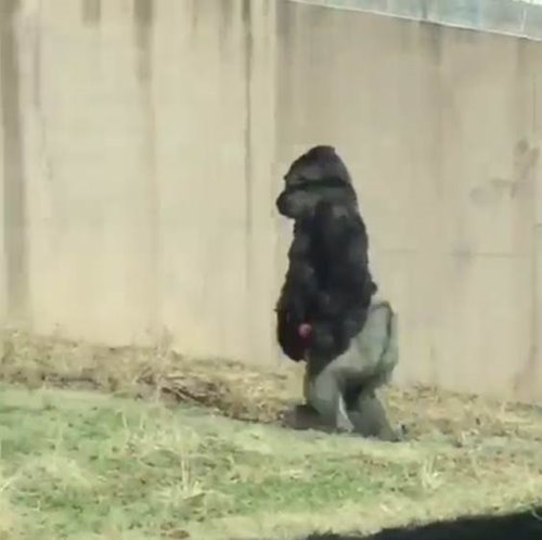 กอริลลา