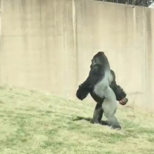 กอริลลา