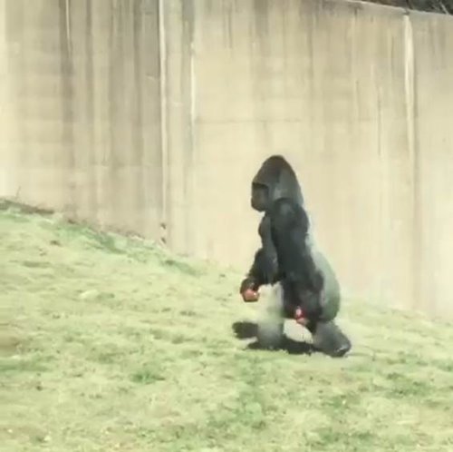 กอริลลา